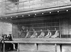 Images Dated 20th September 2006: Caged Women
