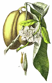 Calabash Tree (Crescentia cujete) - 1891 Antique Botanical Chromolithograph from Atlas d'Histoire Naturelle - Plantes