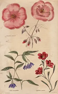 Portrait Plants Prints: Calandrinia