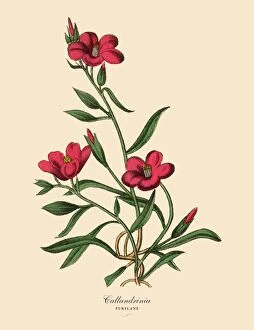 Images Dated 1st April 2016: Calandrinia or Purslane Plant, Victorian Botanical Illustration