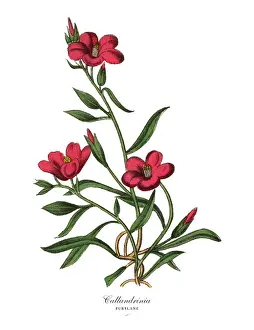 Calandrinia or Purslane Plant, Victorian Botanical Illustration