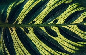 Tropic Collection: Calathea makoyana Leaves pattern background with dark green color