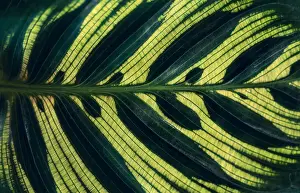 Calathea makoyana Leaves pattern background with dark green color
