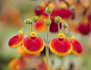 Flower Head Prints: Calceolaria, Ladys Purse or Slipper Flower -Calceolaria spec