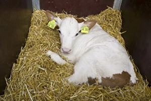 Bovid Gallery: Calf in a calf box