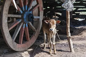 Calf, tied up, India