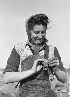 M Fis Proc Herring Personnel Prints: Calico Bandages