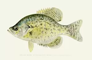 Images Dated 16th July 2016: Calico kelp bass illustration 1896