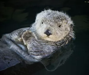 Images Dated 18th September 2015: California coastal sea otter