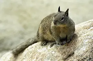 Shore Prints: California ground squirrel (Spermophilus beecheyi) on the coast of Monterey