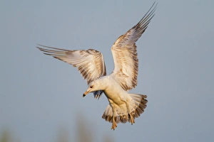 Images Dated 24th April 2012: Gull