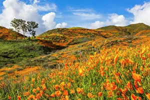 California Gallery: California poppies blooming in the hills of Lake Elsinore
