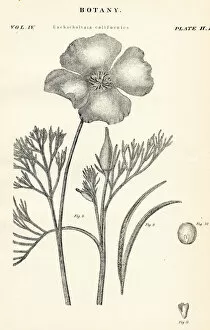 Images Dated 10th April 2017: California poppy engraving 1877