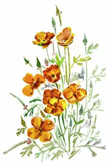 Single Flower Gallery: California Poppy watercolor