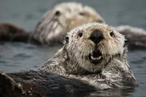 Nature wildlife/michael l baird photography/california sea otter enhydra lutris