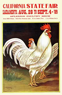 Sacremento Prints: California State Fair 1909 - Chickens