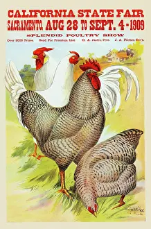 Sacremento Prints: California State Fair, Sacramento, Aug. 28 to Sept. 4 - 1909, splendid poultry show