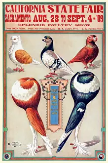 Sacremento Prints: California State Fair, Sacramento, Aug. 28 to Sept. 4 - 09, splendid poultry show