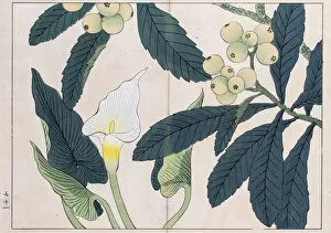 Images Dated 11th April 2016: Calla lilly and Loquat tree japanese woodblock print