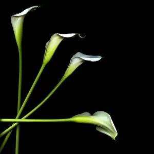 Images Dated 31st August 2011: Calla lily