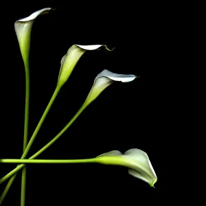 Images Dated 31st August 2011: Calla lily