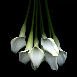 Images Dated 16th December 2010: Callas flower