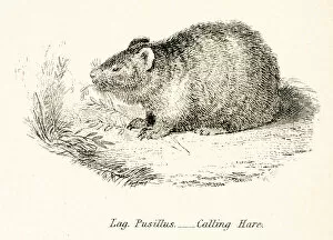 Images Dated 3rd April 2017: Calling hare engraving 1803