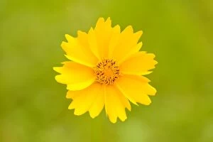 Images Dated 16th July 2013: Calliopsis -Coreopsis sp.-, flower, Lower Saxony, Germany