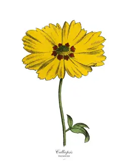 Calliopsis or Tickseed Plant, Victorian Botanical Illustration