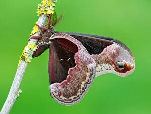 Images Dated 4th May 2018: Callosamia promethea a┬Ç┬ô Promethea silkmoth moth
