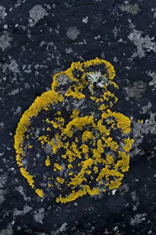 Caloplaca lichen -Caloplaca- on rock, Faroe Islands, Denmark