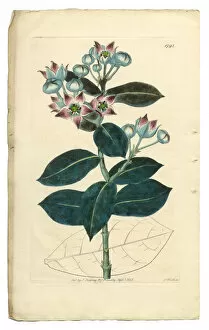 Images Dated 3rd October 2016: Calotropis Procera Victorian Botanical Illustration, Tall Calotropis, Apocynaceae, 1835