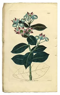 Images Dated 11th October 2016: Calotropis Procera Victorian Botanical Illustration, Tall Calotropis, Apocynaceae, 1835