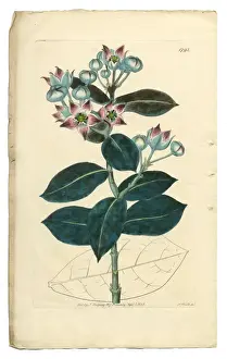 Image Created 1830 1839 Prints: Calotropis Procera Victorian Botanical Illustration, Tall Calotropis, Apocynaceae, 1835