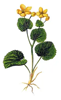 Caltha palustris, known as marsh-marigold and kingcup