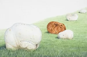 Calvatia gigantea, Giant Puffball, football-shaped mushrooms in a field, including ripe, edible white ones and inedible