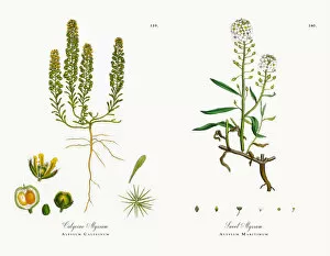 Images Dated 18th November 2017: Calycine Alyssum, Alyssum Calycinum, Victorian Botanical Illustration, 1863