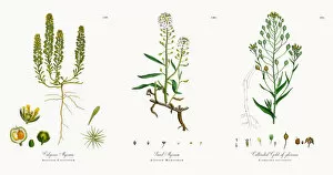 Images Dated 18th November 2017: Calycine Alyssum, Alyssum Calycinum, Victorian Botanical Illustration, 1863