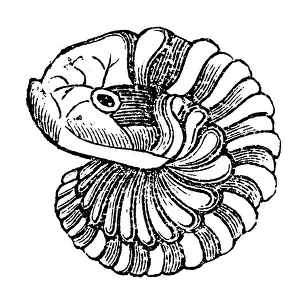Calymene blumenbachii