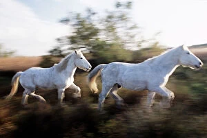 Art Wolfe Photography Gallery: Camargue Horse (Equus Caballus)