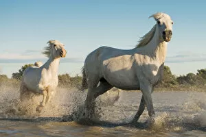 Images Dated 23rd May 2013: Camargue horses, galloping in water, Camargue, Southern France, France