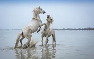 Images Dated 29th March 2013: Camargue Horses - Two white Camargue Stallions play flighting in water, Camargue region, France