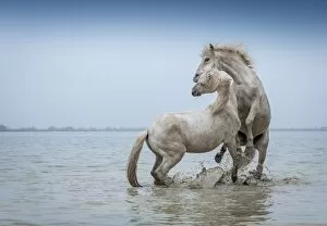 Images Dated 29th March 2013: Camargue Horses - Two white Camargue Stallions play flighting in water, Camargue region, France