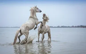 Horse Prints: Camargue Horses - Two white Camargue Stallions play flighting in water