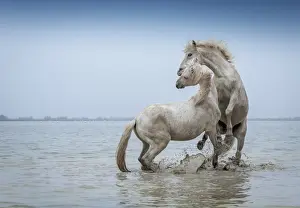 Camargue Prints: Camargue Horses - Two white Camargue Stallions play flighting in water