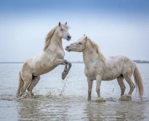 Horse Prints: Camargue Horses - Two white Camargue Stallions play flighting in water
