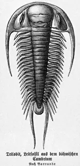 Prehistoric Prints: Cambrian System Of The Paleozoic Age