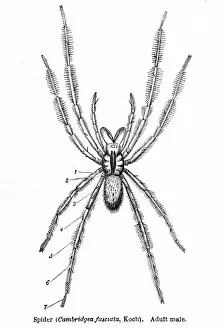 Images Dated 15th April 2017: Cambridgea spider engraving 1878