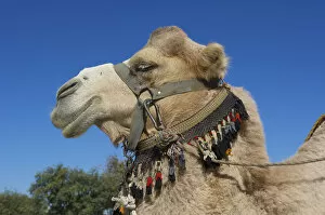 Camelidae Collection: Camel with bridle, Bukhara, Uzbekistan