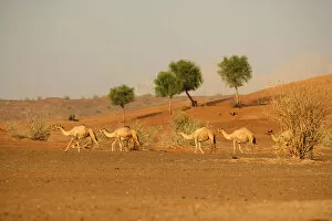 Sand Dune Gallery: Camel (Camelus bactrianus) in the Desert